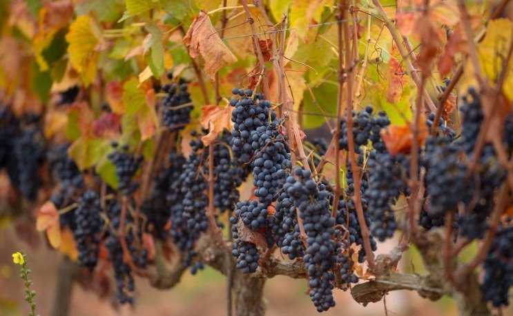 Fabrique seu próprio vinho chileno