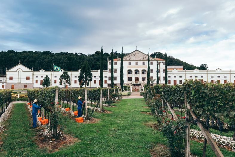 Com tour que contempla chegada da uva na vinícola, Salton oferece opções de enoturismo durante a safra