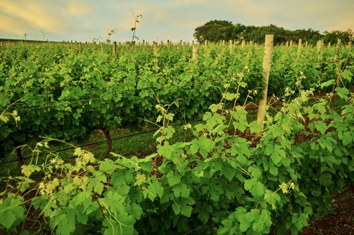 Vinícola Terras Altas tem programação especial durante a colheita de inverno em Ribeirão Preto