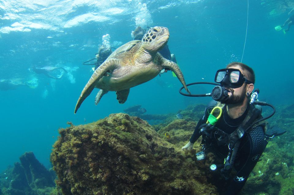 Descubra por que Fernando de Noronha é o melhor destino de mergulho do país e um dos melhores do mundo