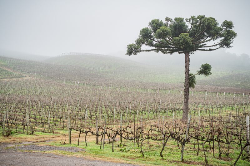 Inverno aquece a programação no Vale dos Vinhedos, na Serra Gaúcha