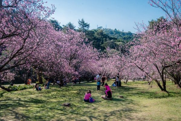 Parque da Cerejeira de Campos do Jordão receberá “Festival de Gastronomia”, neste final de semana (23 e 24), com entrada gratuita