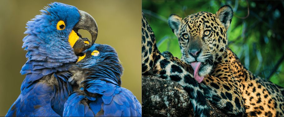 Embratur promove Pantanal brasileiro em campanha global inédita com a National Geographic