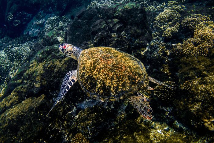 Espetáculo natural imperdível: desova das tartarugas no Panamá