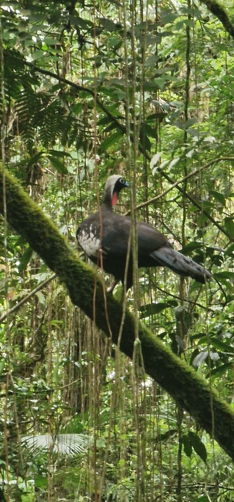 Parque das Neblinas comemora 21 anos de conservação e regeneração ambiental