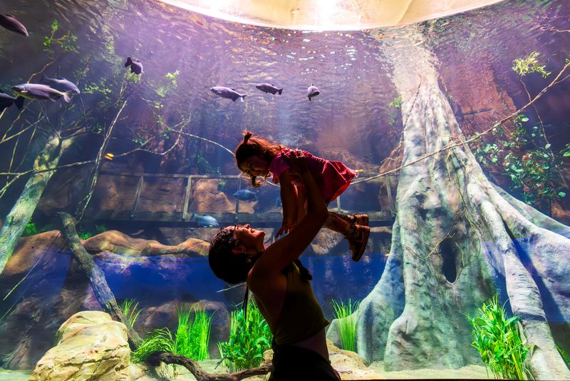 AquaFoz inaugura em novembro com proposta de conectar rios e oceanos em Foz do Iguaçu, com pré-venda já disponível no site do atrativo