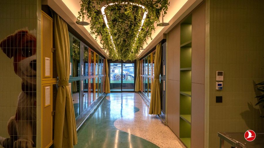 Patas a bordo: Turkish Airlines apresenta guia completo para viajar com pets