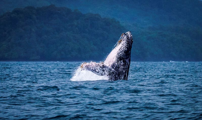 Panamá avança rumo a um modelo de turismo que protege, regenera e conecta