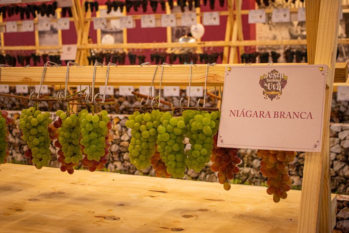 Festa da Uva 2026 celebra os 150 anos da imigração italiana