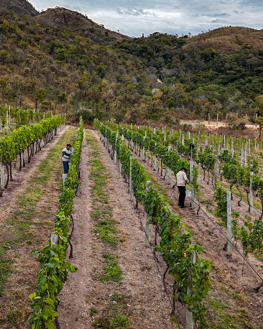 Empreendedora aposta na produção de vinhos na Serra da Canastra e cria novo conceito de enoturismo autoral
