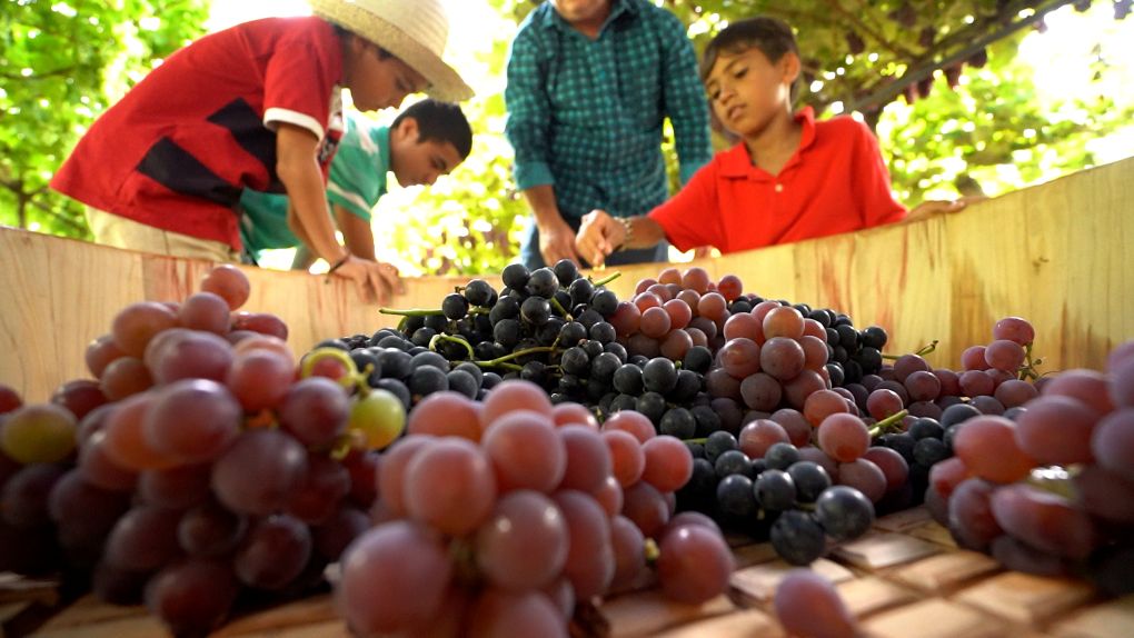 Primeira Vindima de Pinheiro Preto celebra tradição, turismo e experiências únicas no Meio-Oeste catarinense