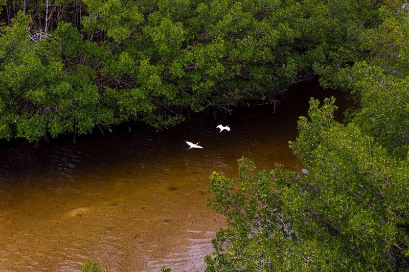 O que fazer em Tampa Bay: passeios e atividades com natureza e aventura na cidade