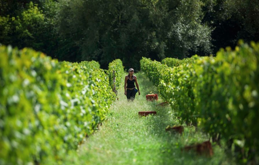 Enoturismo no Uruguai: país tem mais de 50 vinícolas, divididas em sete regiões