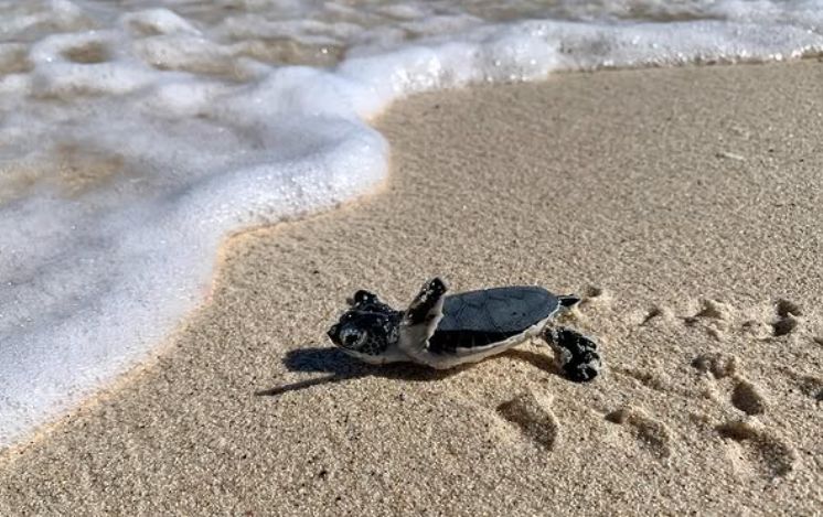 Ilha caribenha aposta em turismo com impacto social e ambiental e incentiva visitantes a apoiar projetos locais