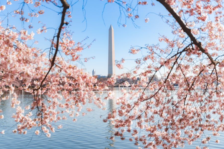 National Cherry Blossom Festival 2026: O que esperar da primavera em Washington, DC