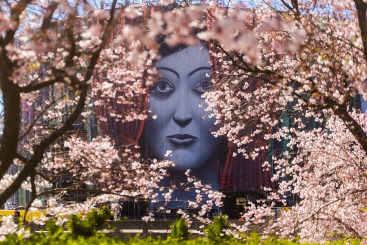 Washington, DC celebra a primavera com 250 novas cerejeiras, ativações florais por toda a cidade e experiências imersivas