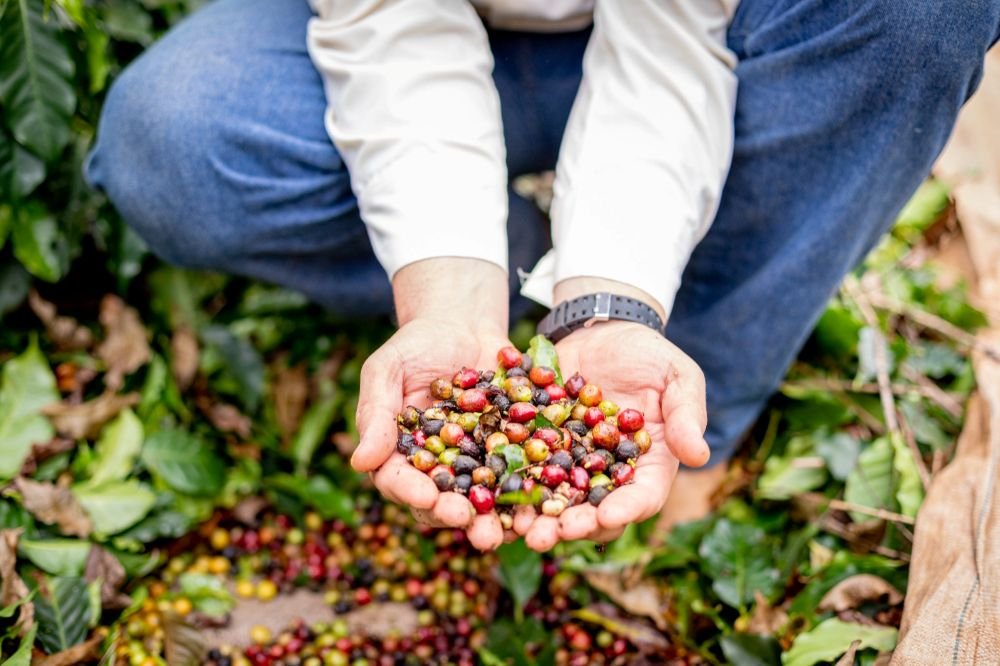 Onde o Grão Vira História: A Força da Rota do Café Paulista