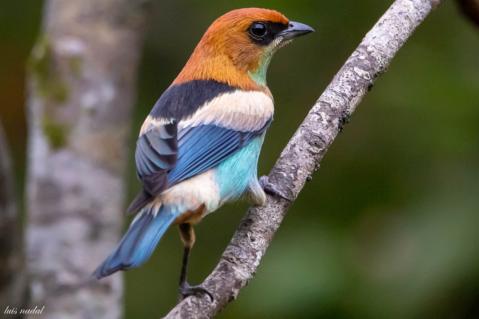 Polo de Ecoturismo de São Paulo destaca potencial da capital para observação de aves na Avistar Brasil 2026