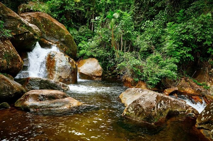 Birdwatching: conheça destinos no Litoral Norte de São Paulo para observar pássaros