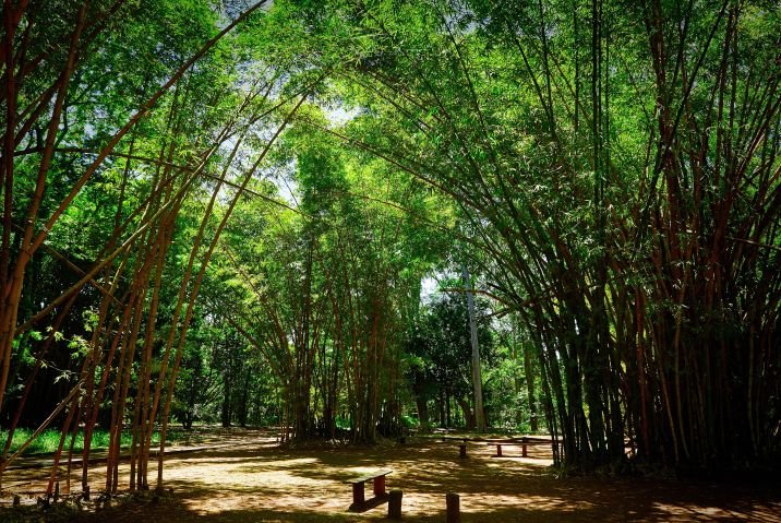 Alta Mogiana e Alto Cafezal ganham destaque no Guia de Observação de Vida Silvestre de São Paulo