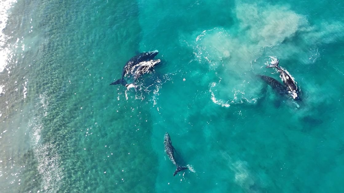 Península Valdés revela experiência exclusiva de observação de baleias na Patagônia Argentina