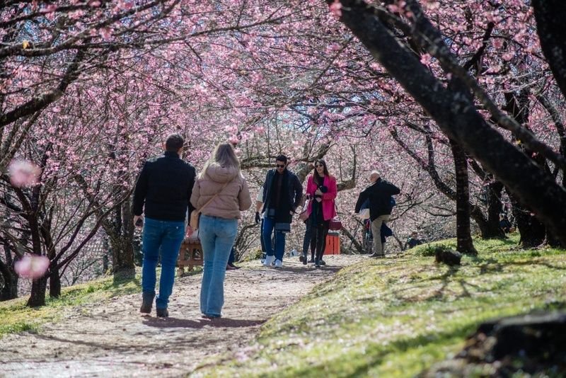 Temporada de inverno: Campos do Jordão se prepara para a “55ª Festa da Cerejeira em Flor”