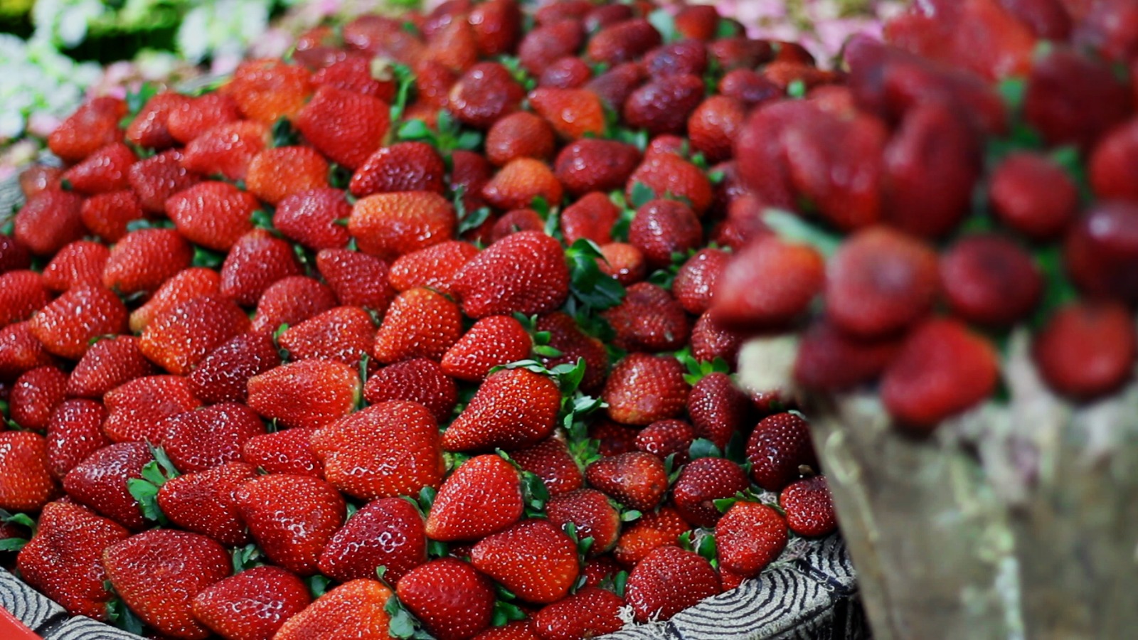 Vai começar a Festa do Morango: tradição, gastronomia e cultura esperam 120 mil visitantes