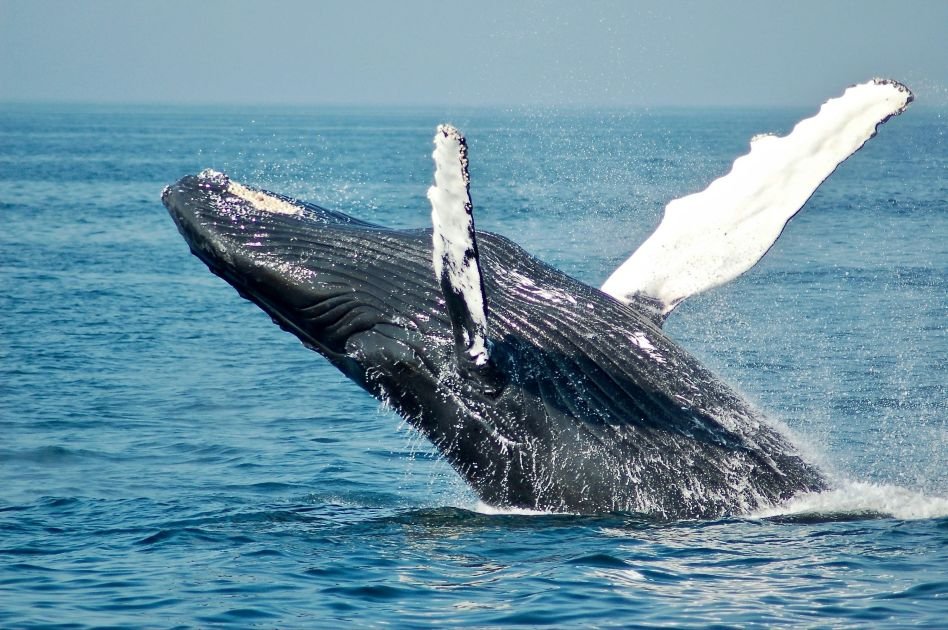 Temporada das baleias Jubarte – O espetáculo mais emocionante da natureza está de volta e deve movimentar o turismo em Cairu