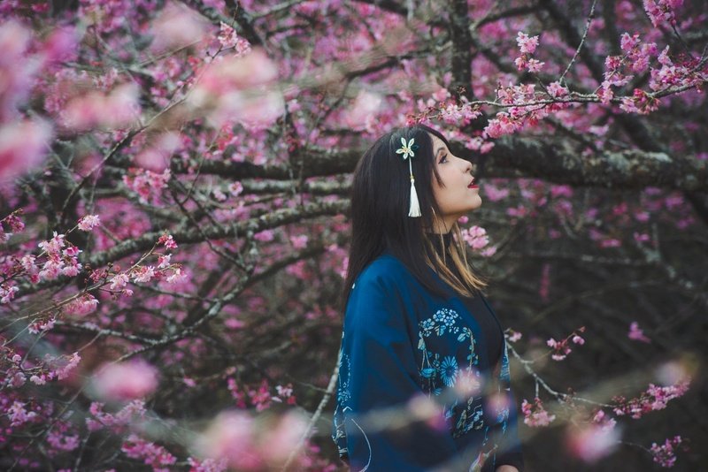 Espetáculo da natureza: Florada das sakuras transforma Campos do Jordão em cenário cor-de-rosa durante o inverno