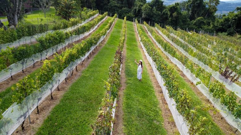 Destinos turísticos de Bento Gonçalves se unem e lançam o roteiro Vera Vista