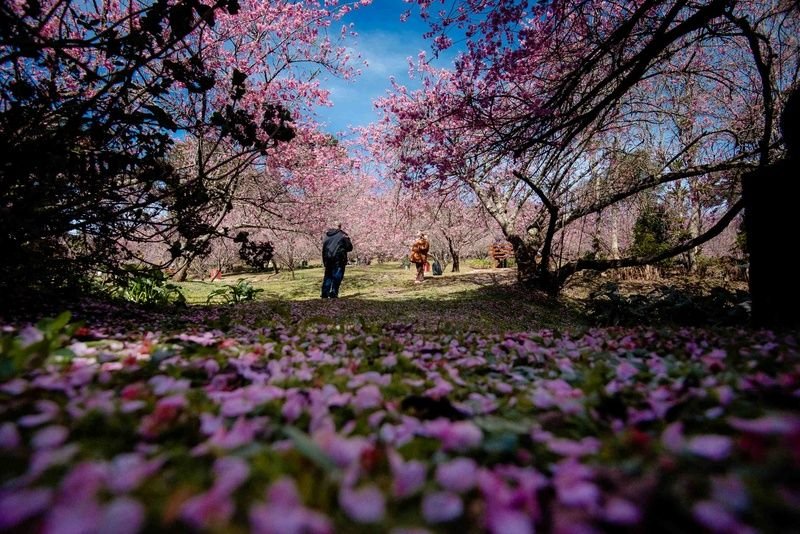 Parque da Cerejeira de Campos do Jordão entra no auge da floração e lança visitação guiada durante a semana