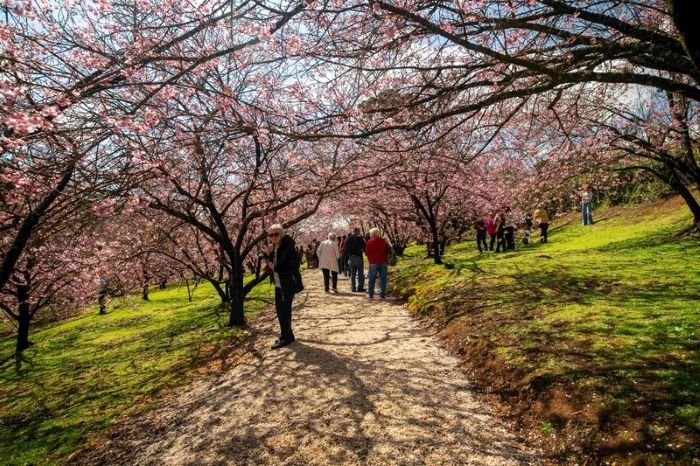 55ª Festa da Cerejeira em Flor chega ao último fim de semana em Campos do Jordão