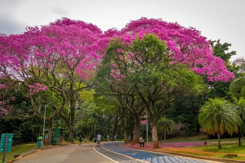 Parque Ibirapuera celebra 72 anos com oficinas gratuitas de arte botânica, circuitos ambientais e espaço de leitura