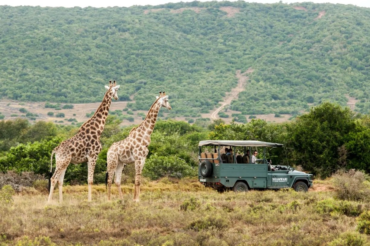Onde o dia começa com o chamado da savana