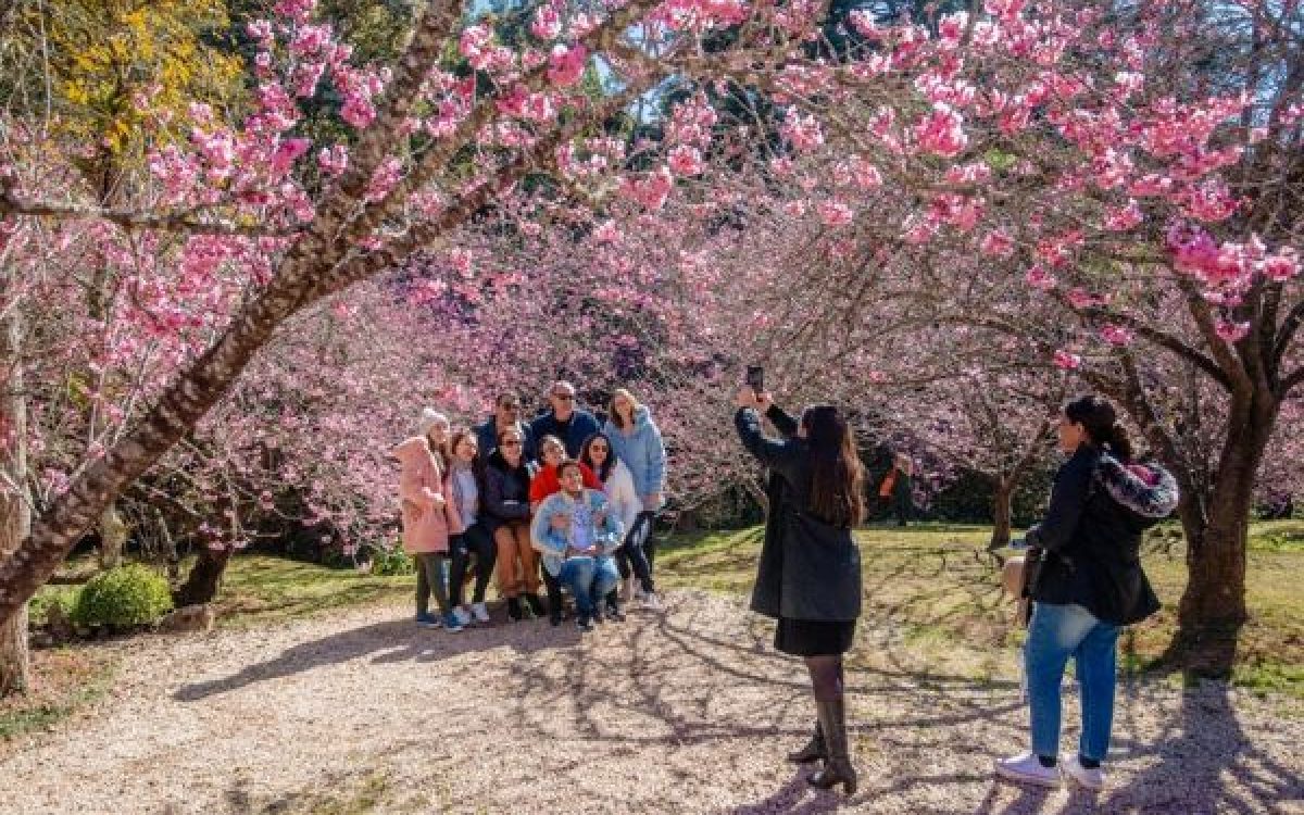 54ª Festa da Cerejeira em Flor de Campos do Jordão começará no dia 26 de julho