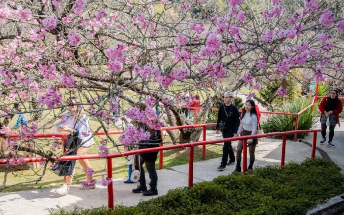 Campos do Jordão se prepara para ’54ª Festa da Cerejeira em Flor’ em julho