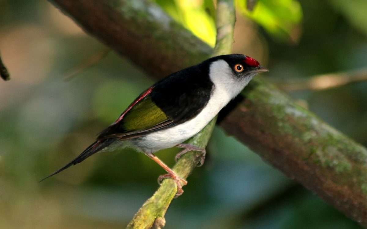 Setur-SP lança roteiros de observação da vida silvestre na Avistar Brasil 2025