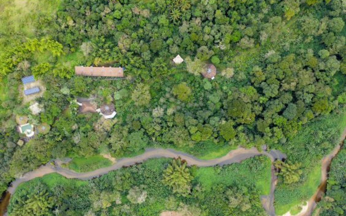 Dia de Proteção às Florestas – 17/07 – O papel do turismo responsável  na proteção das florestas 