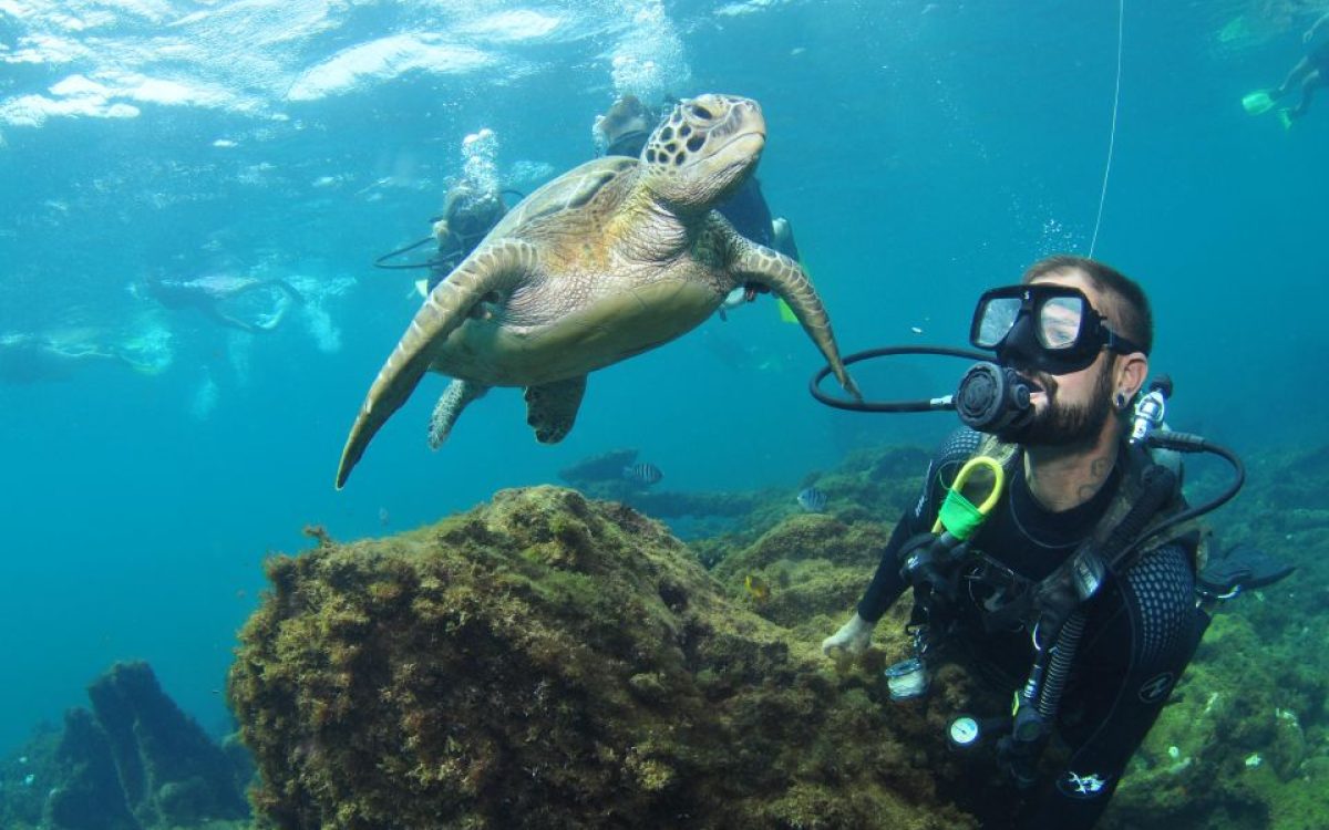Descubra por que Fernando de Noronha é o melhor destino de mergulho do país e um dos melhores do mundo