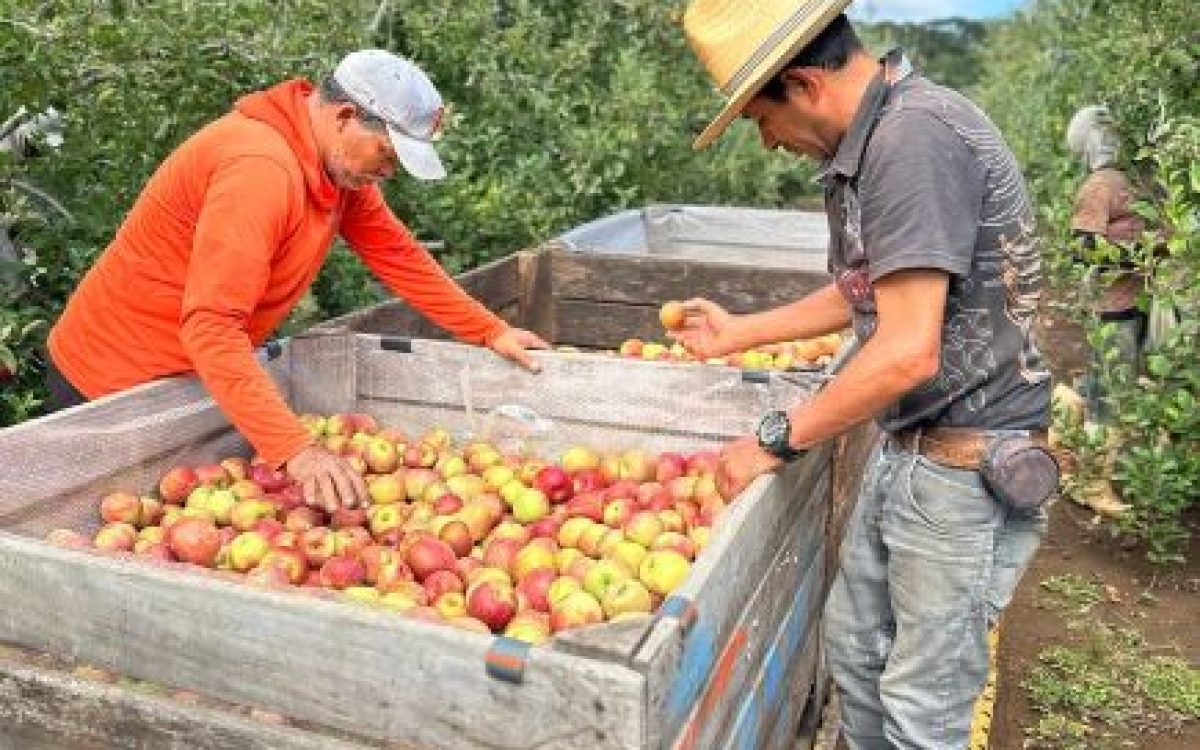 Festival Gastronômico & Cultural de Indaial 2025 inova ao utilizar produtos com Indicação Geográfica (IG) de Santa Catarina